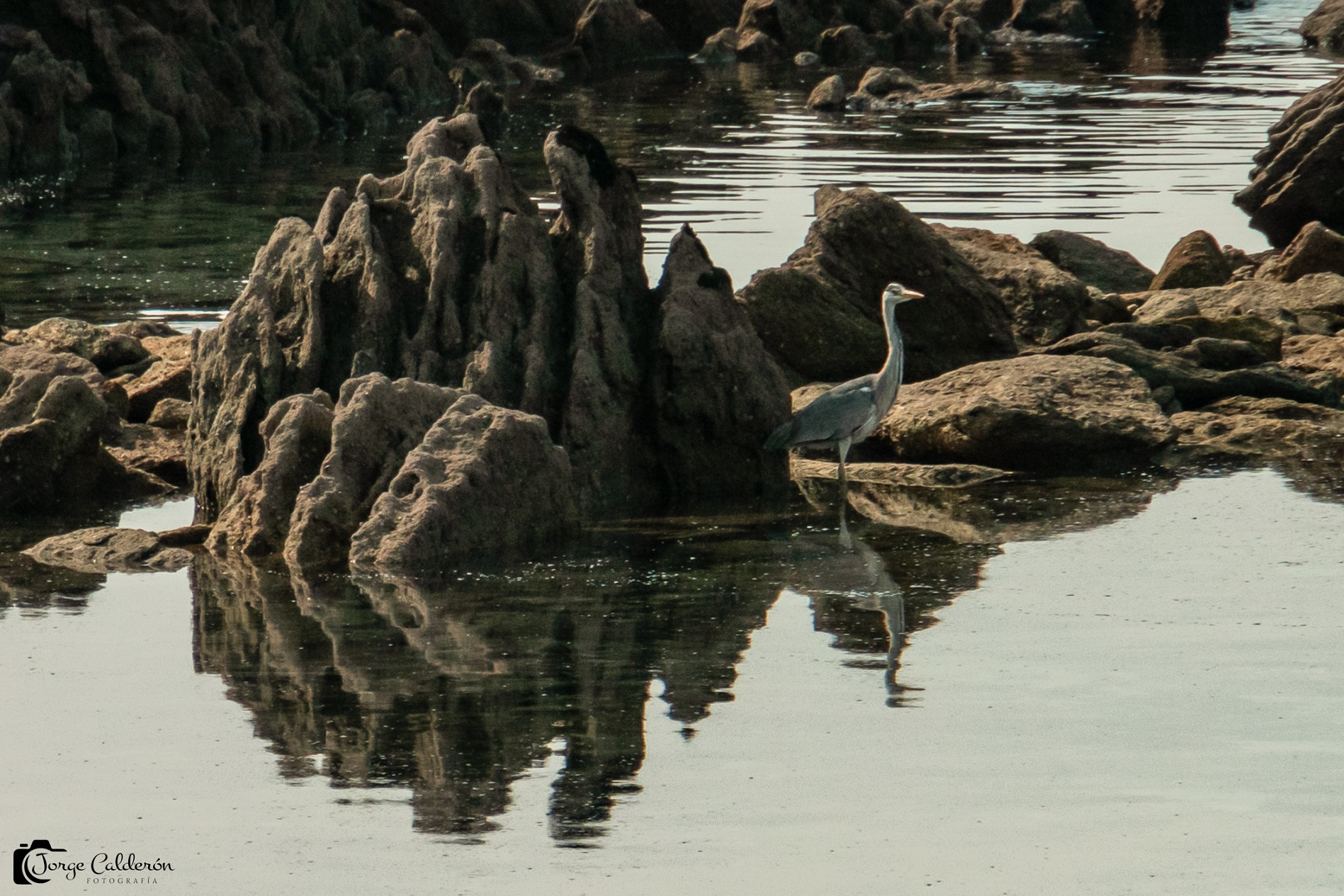 Aves